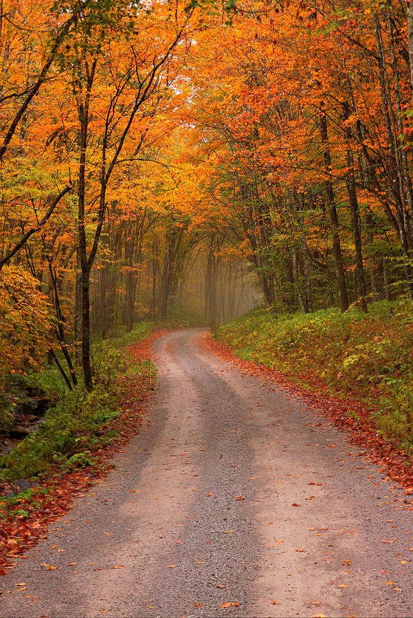 Deep Autumn Forest Road Photograph by Harold Rau