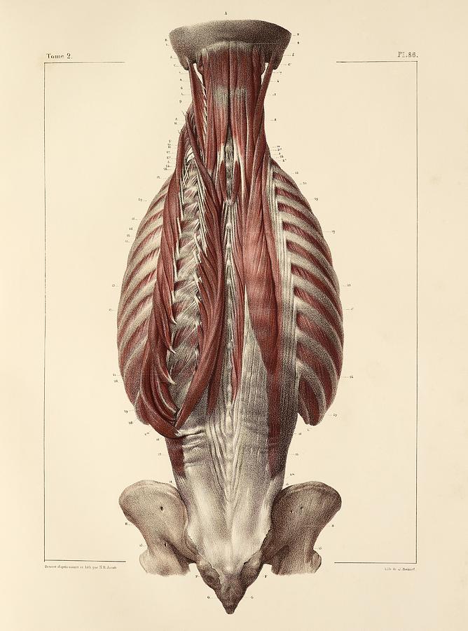 Deep Back Muscles, Anatomy