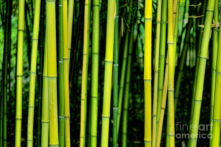 Deep Bamboo Photograph by Olivier Le Queinec