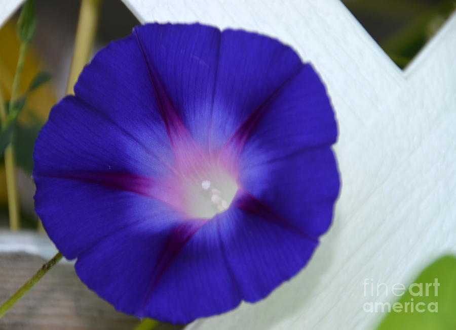 Flower Photograph - Deep Blue Morning Glory with a Glow by Linda Rae Cuthbertson