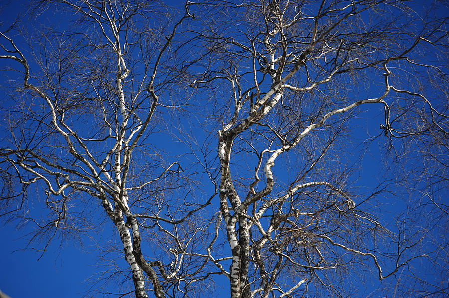 Deep Blue Sky and Birch Tree Photograph by Jenny Rainbow