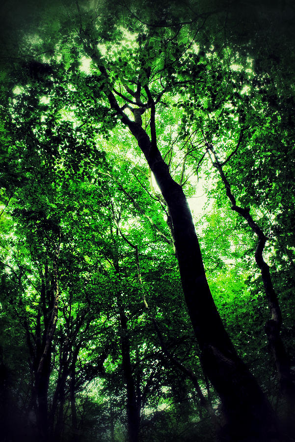 Tree Photograph - Deep Forest by Ian Hufton