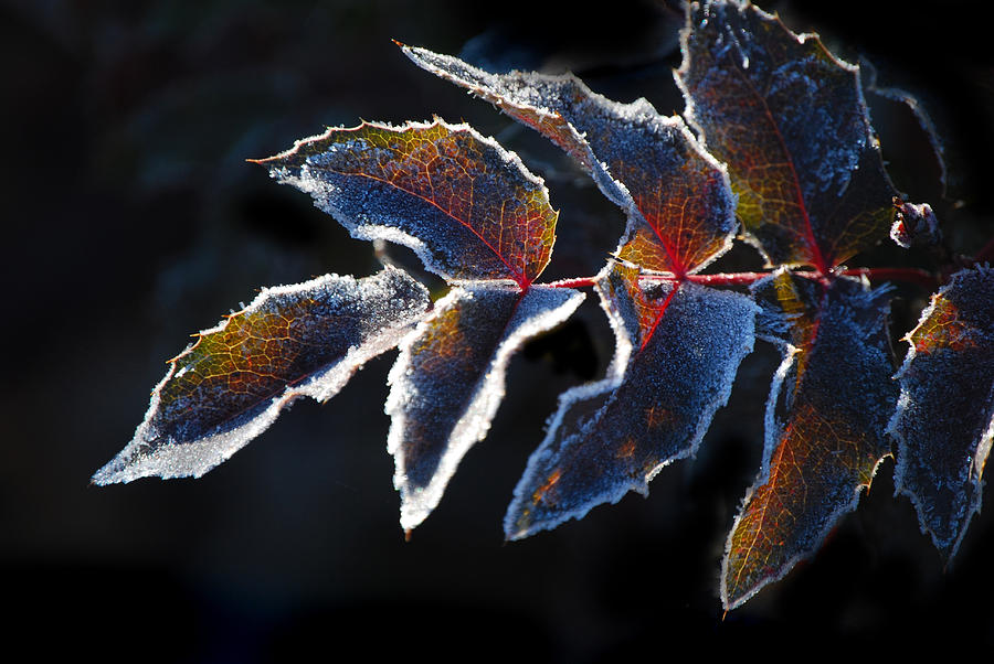 Deep Frost Photograph by Janis Knight
