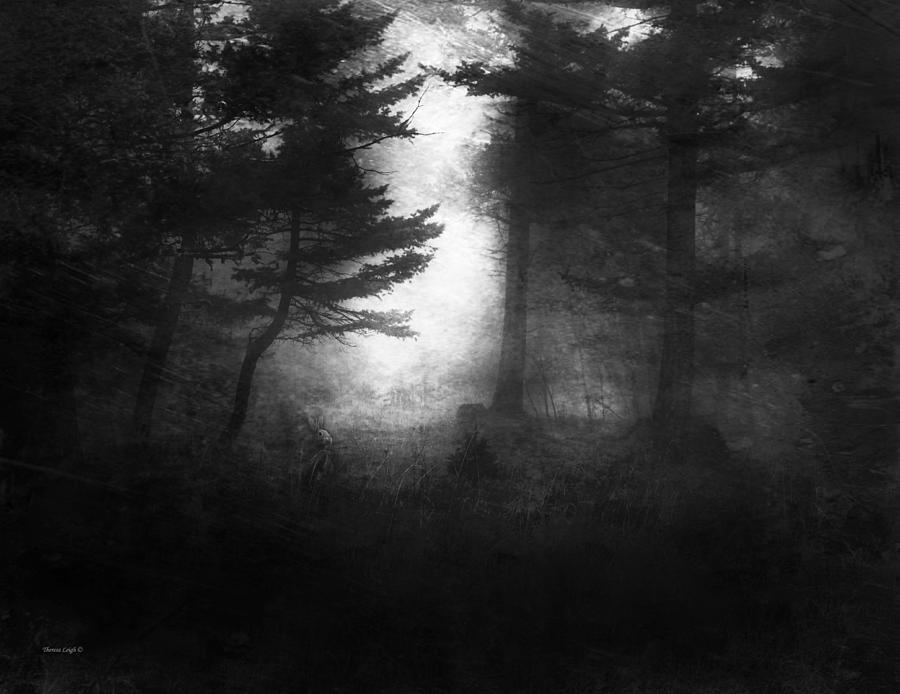Deep In The Dark Woods Photograph by Theresa Tahara