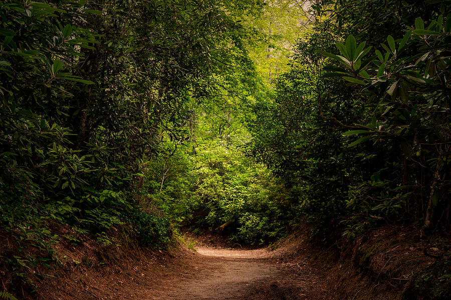 Deep In the Forest Photograph by Debbie Orlando - Fine Art America