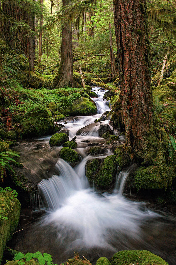 Deep in the Forest Photograph by Pamela Winders | Pixels