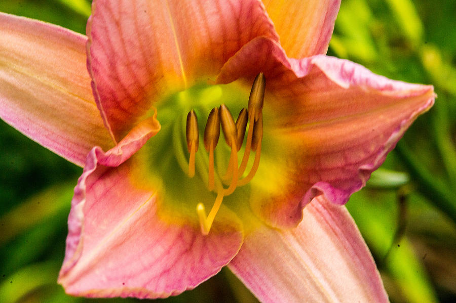 Deep in the Heart of the Lily Photograph by Douglas Barnett