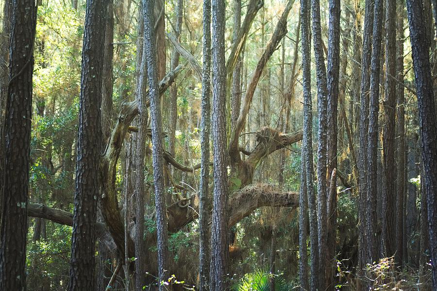 Deep In The South Carolina Woods Photograph by Brian Hamilton