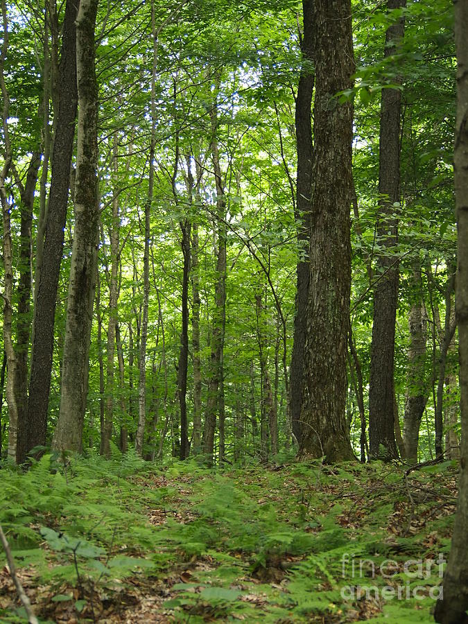 Deep in the woods Photograph by Jennifer Craft - Pixels