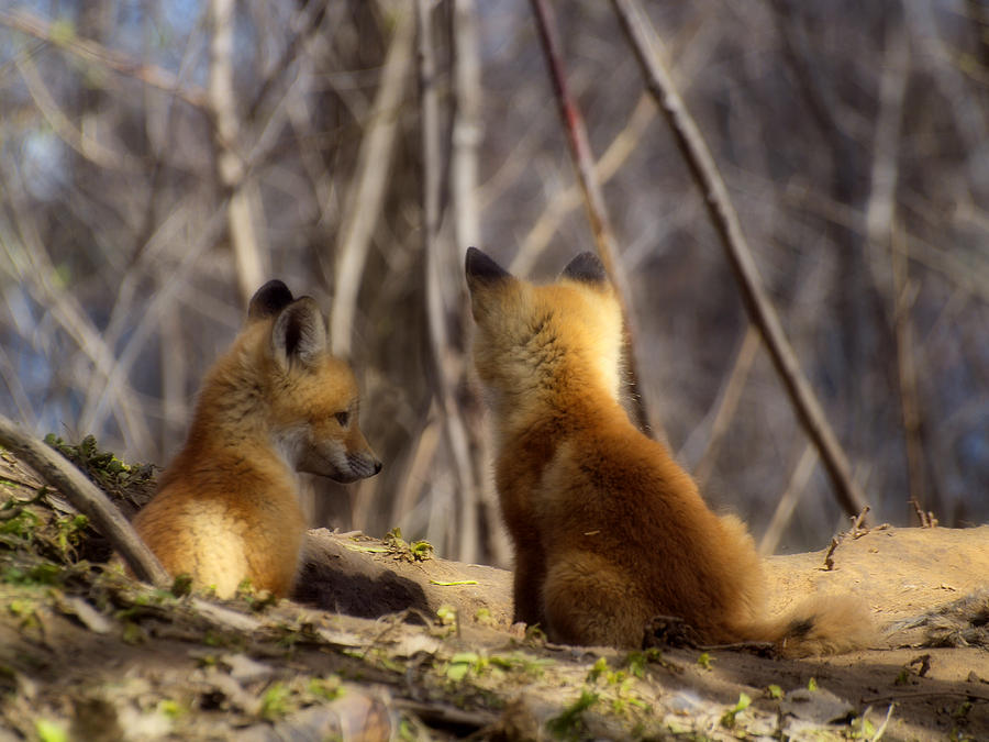 Fox Photograph - Deep In Thought 1 by Thomas Young