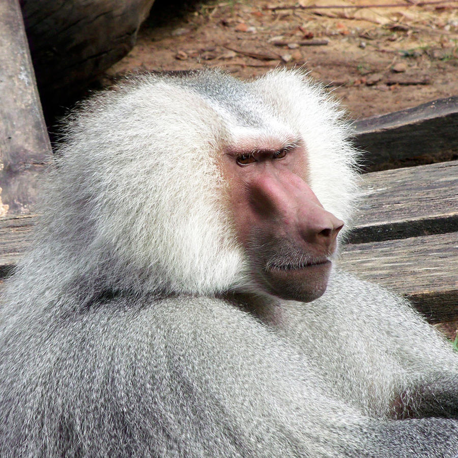 Deep In Thought Photograph By Dawn Gagnon Fine Art America