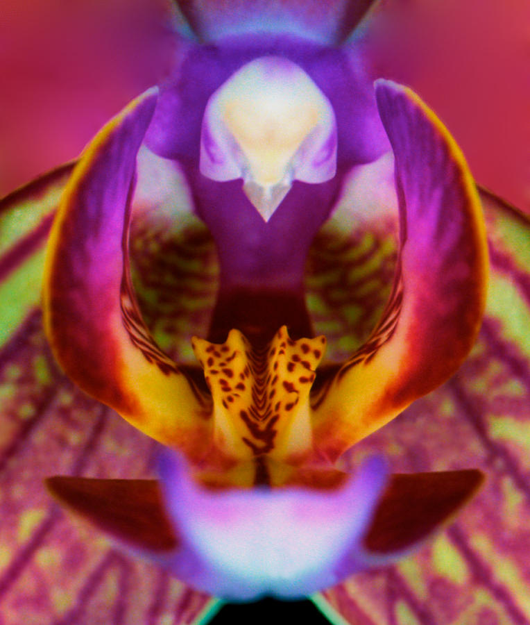 Flower Photograph - Deep Inside The Mouth Of An Orchid by Leslie Crotty