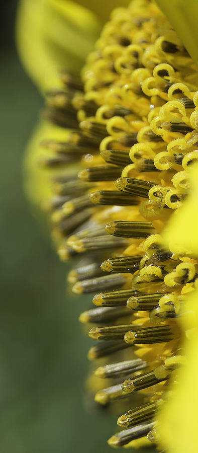 Deep Inside the Sunflower Photograph by Judy Hall-Folde