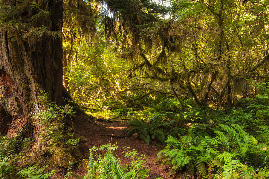 Deep Into The Hoh Rain Forest Photograph by Rich Leighton