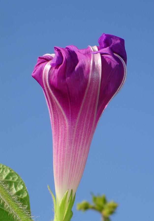 Deep Magenta Morning Glory Flower Bud Against Sky Photograph by Taiche Acrylic Art