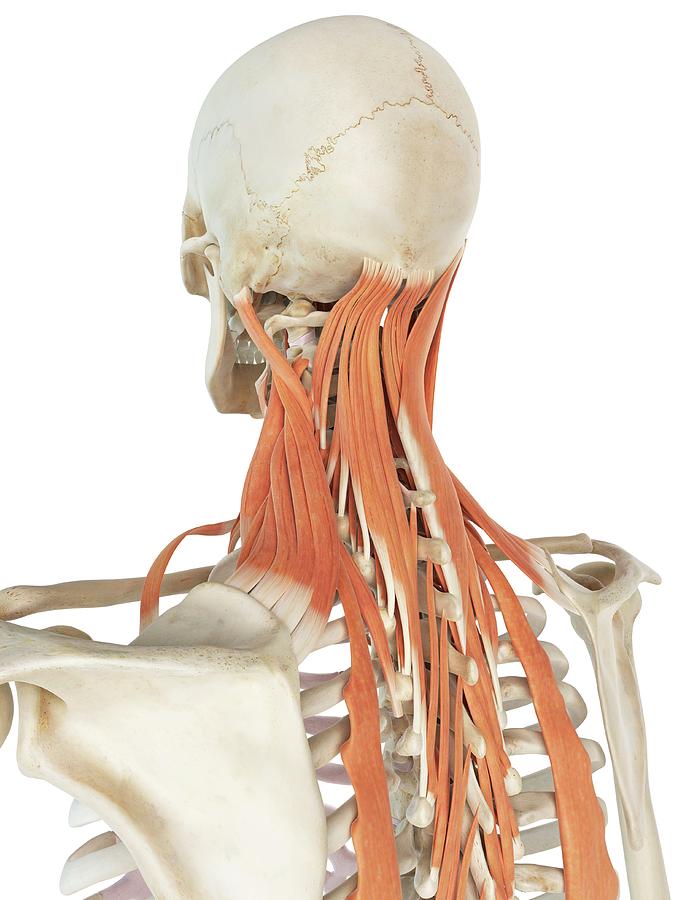 Deep Neck Muscles by Sciepro