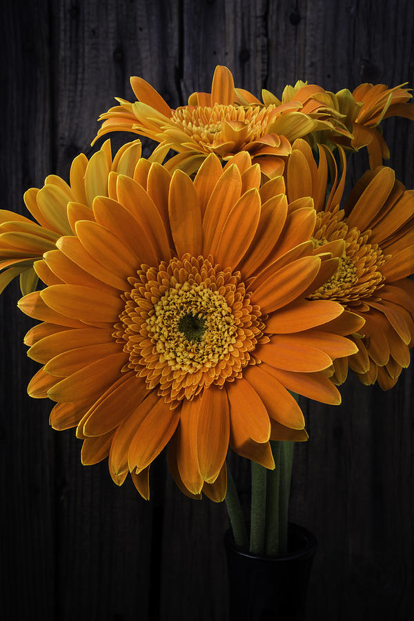 Deep Orange Gerbera Daisy Photograph by Garry Gay | Fine Art America