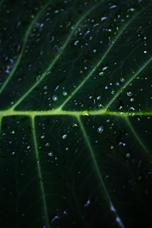 Green Leaf Photograph - Deep Origins by Mario Morales Rubi