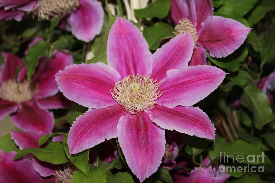 Deep Pink Clematis Photograph by David Grant