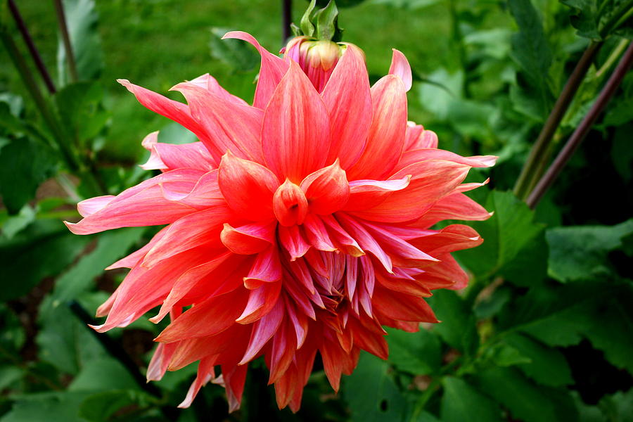 Deep Pink Dahlia Photograph by Donna Walsh