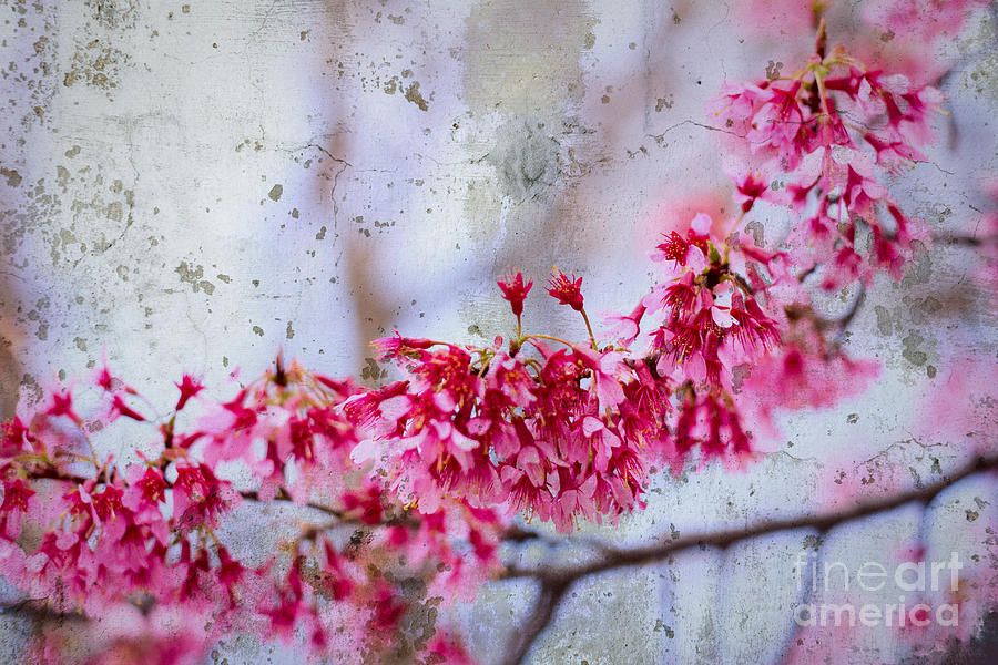 Flower Photograph - Deep Pink Flowers with Grey Concrete Texture Background by Beverly Claire Kaiya