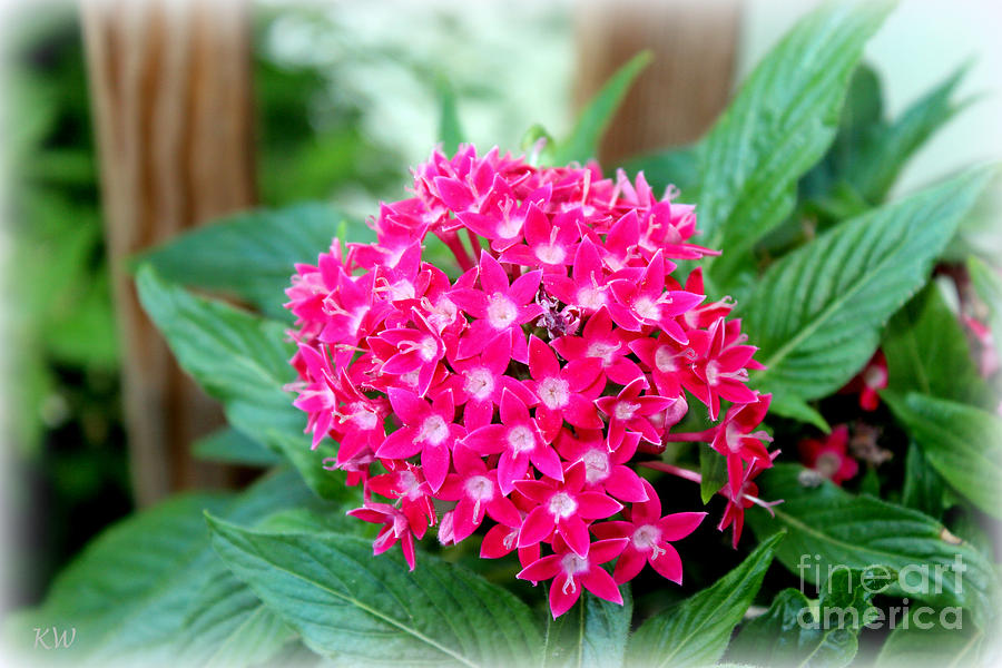 Deep Pink Pentas or Star Flower Photograph by Kathy  White