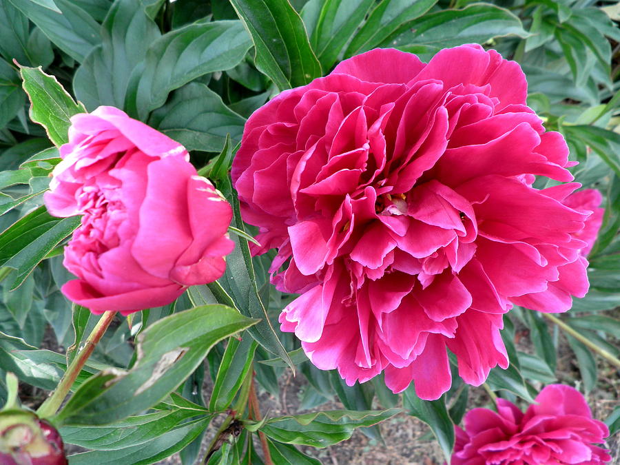 Deep Pink Peonies Photograph by Kate Gallagher - Pixels
