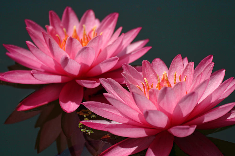 Nature Photograph - Deep Pink Water lily ans Echo by Linda Phelps