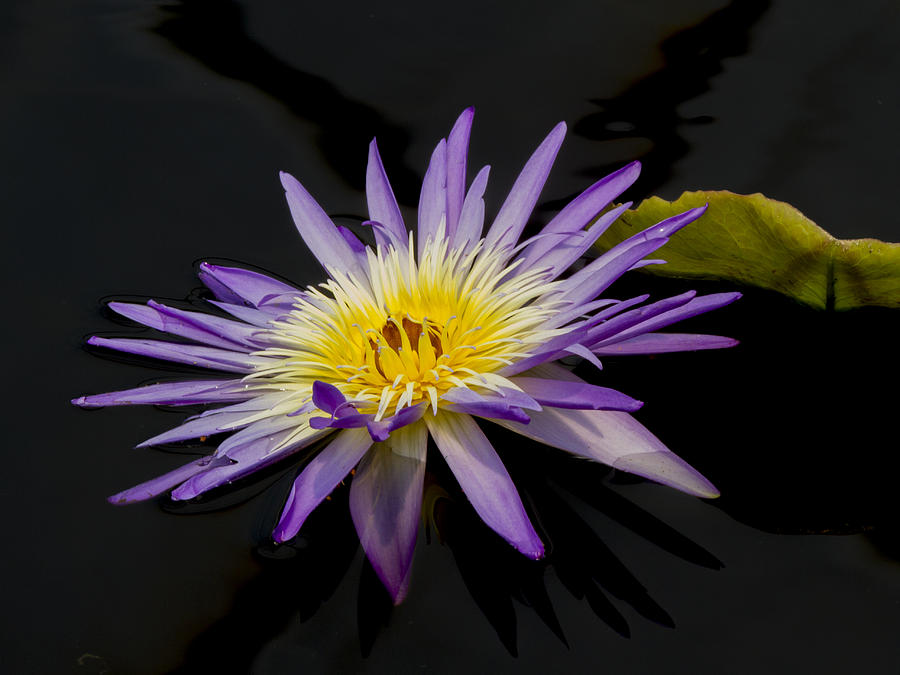 Deep Purple and Yellow Waterlily Photograph by Jean Noren