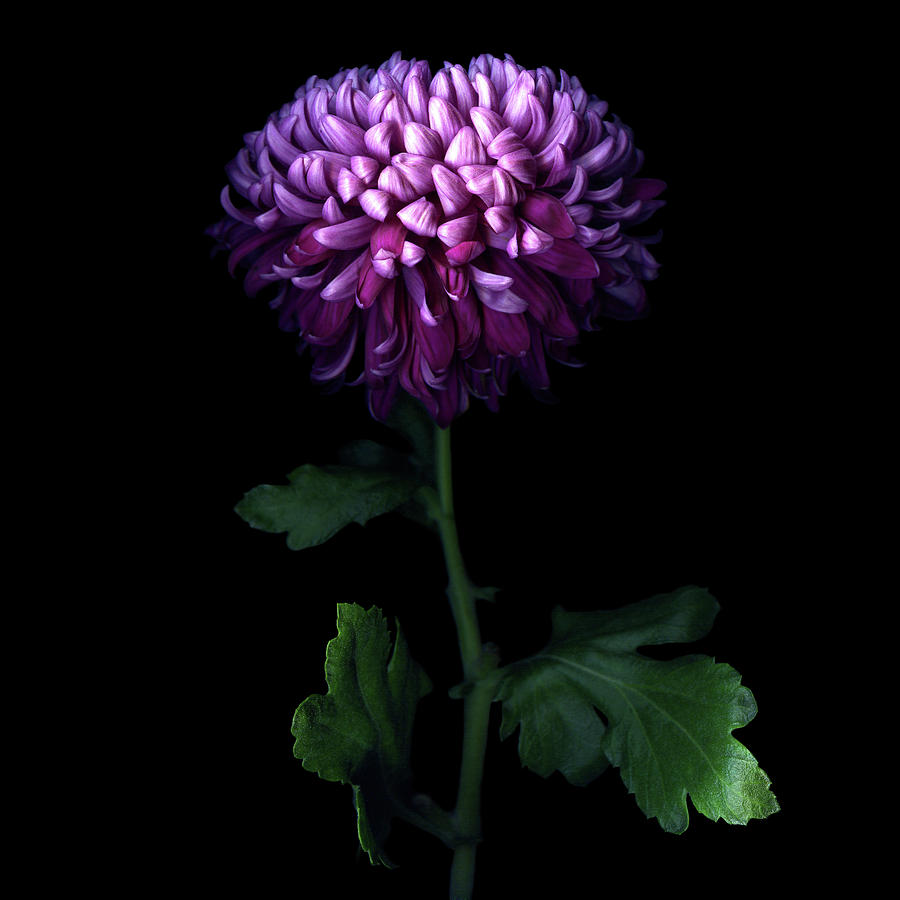 Deep Purple Chrysanthemum By Photograph By Magda Indigo