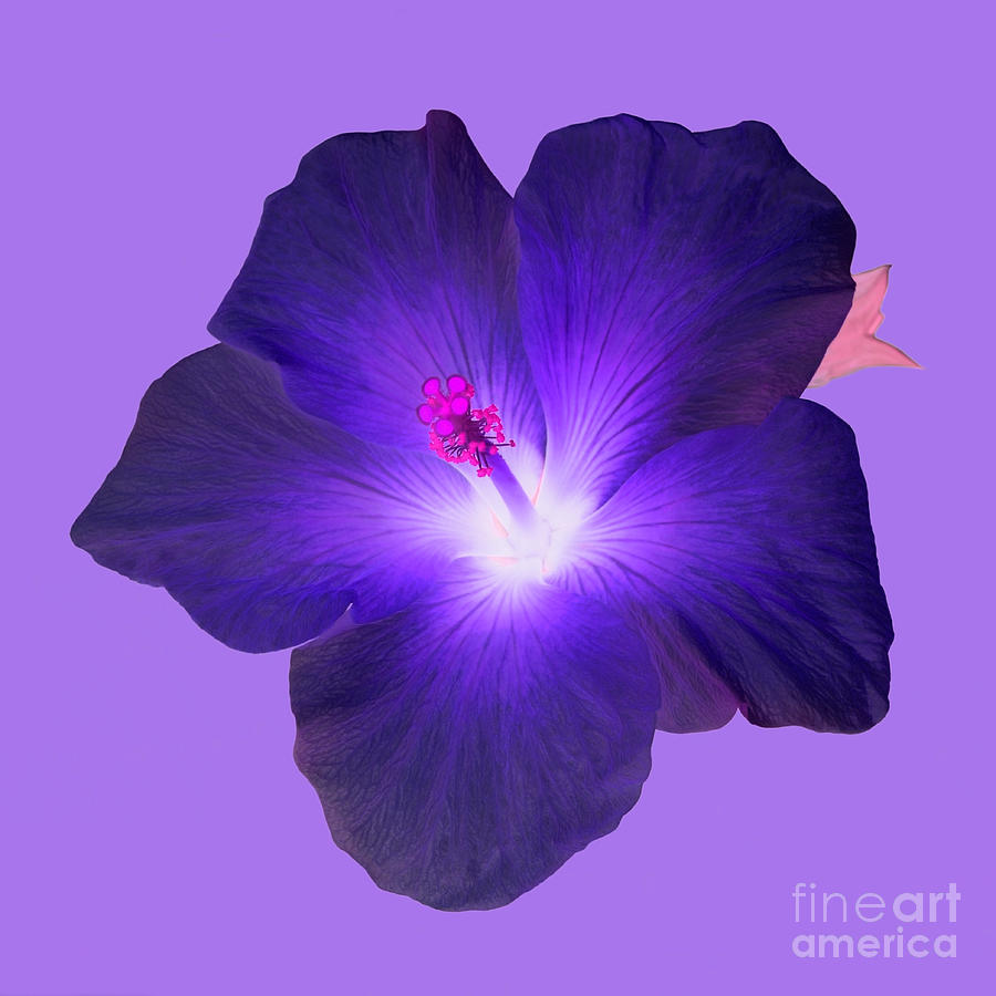 purple hawaiian flowers background