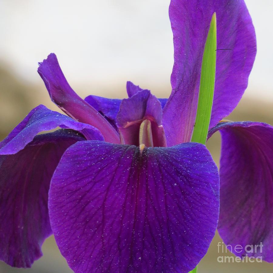 Deep Purple Iris Photograph by Anita Adams