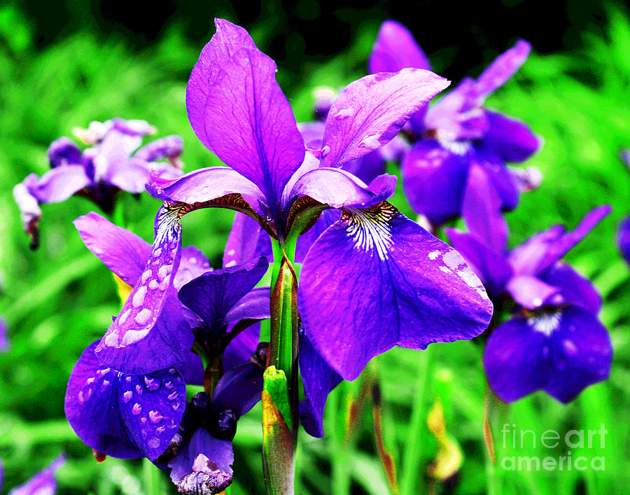 Deep Purple Iris Photograph by Larry Oskin