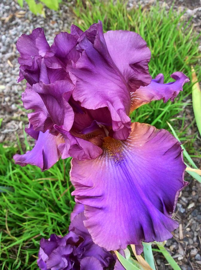 Deep Purple Iris Photograph by Margaret Hwang - Fine Art America