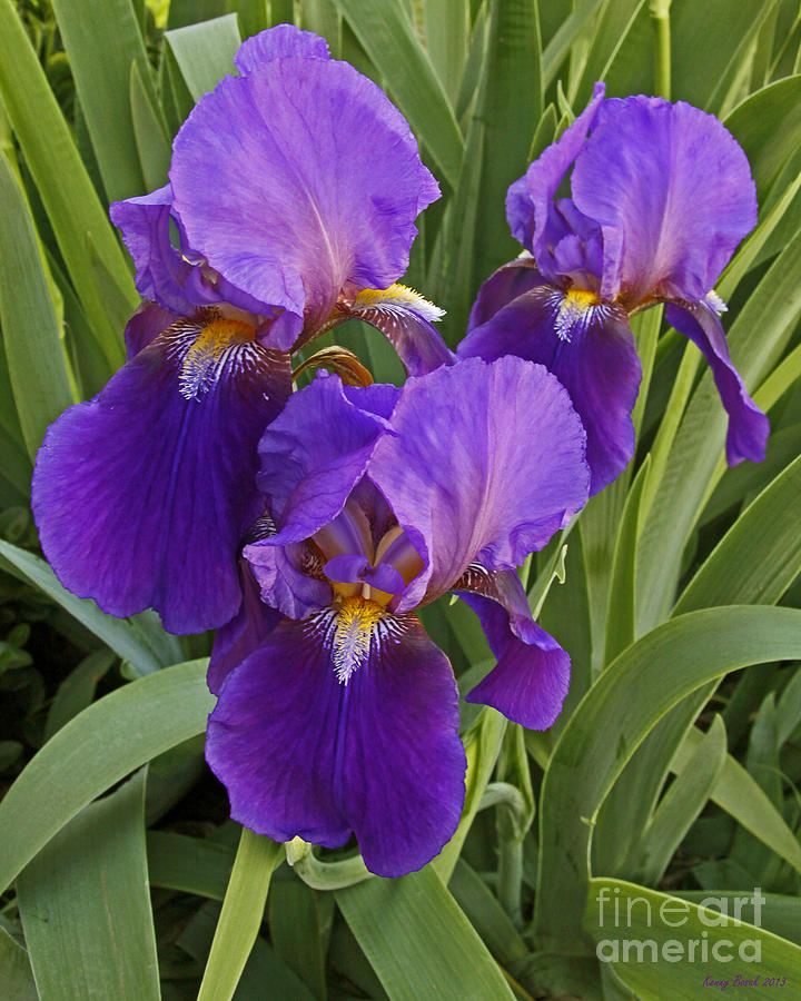 Deep Purple Eleanor Roosevelt Bearded Iriss Photograph by Kenny Bosak
