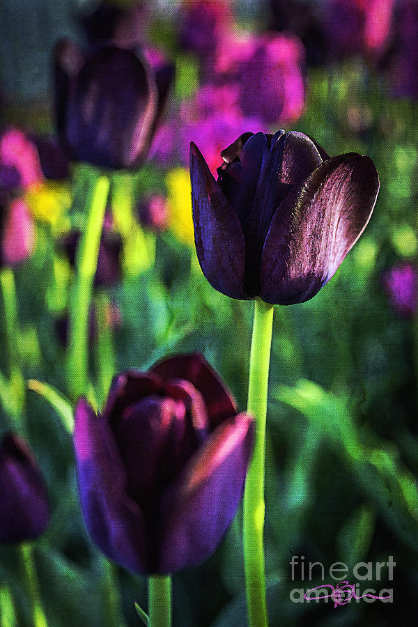 Deep Purple Tulip Melody Floral Art Painting by Jani Bryson