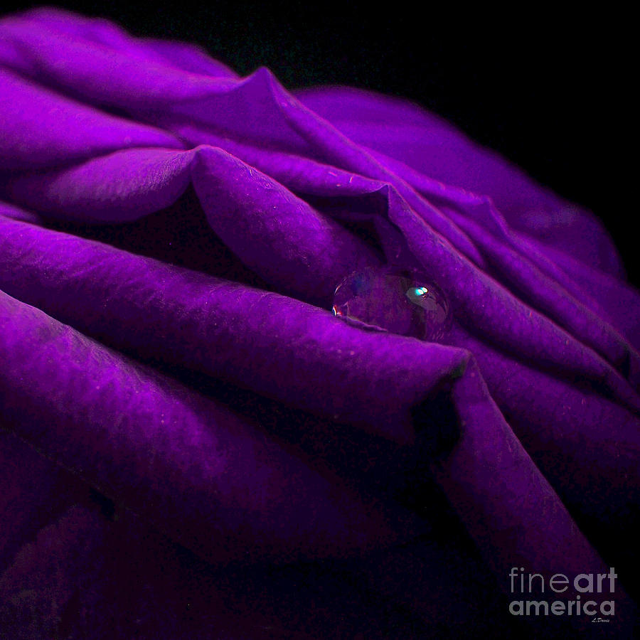 Flower Photograph - Deep Purple by Wobblymol Davis