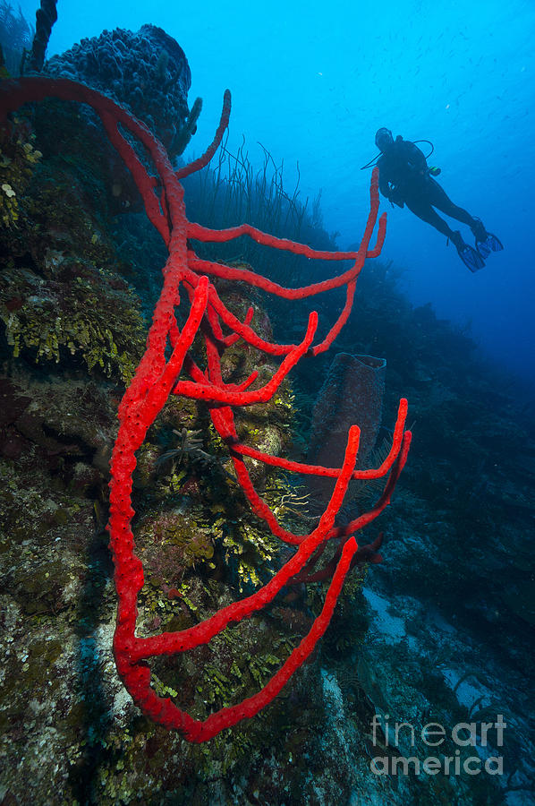 Deep Red Photograph by Aaron Whittemore