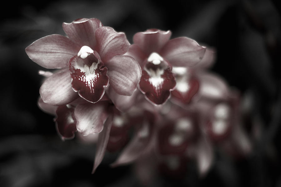 Deep Red Orchids - Black and White Photograph by Stuart Litoff