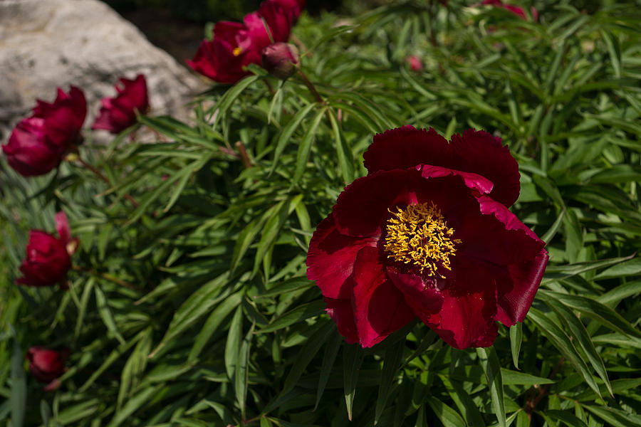 Deep Red Peony Garden Photograph by Georgia Mizuleva