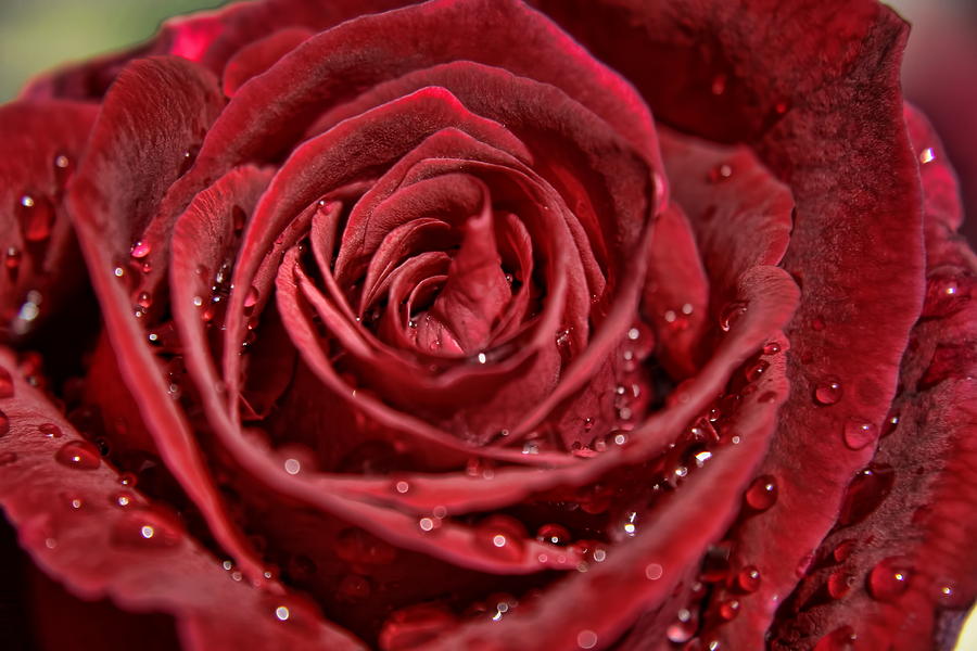 Rose Photograph - Deep Red Rose by Gene Praag Rose Photograph - Deep Red Rose by Gene Praag