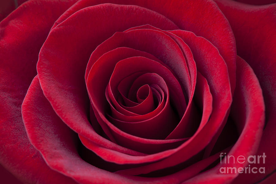 Rose Digital Art - Deep Red Rose by MGL Meiklejohn Graphics Licensing