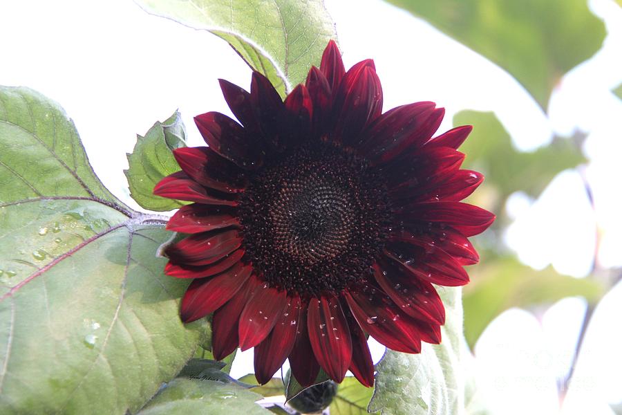 Deep red Sunflower Photograph by Yumi Johnson