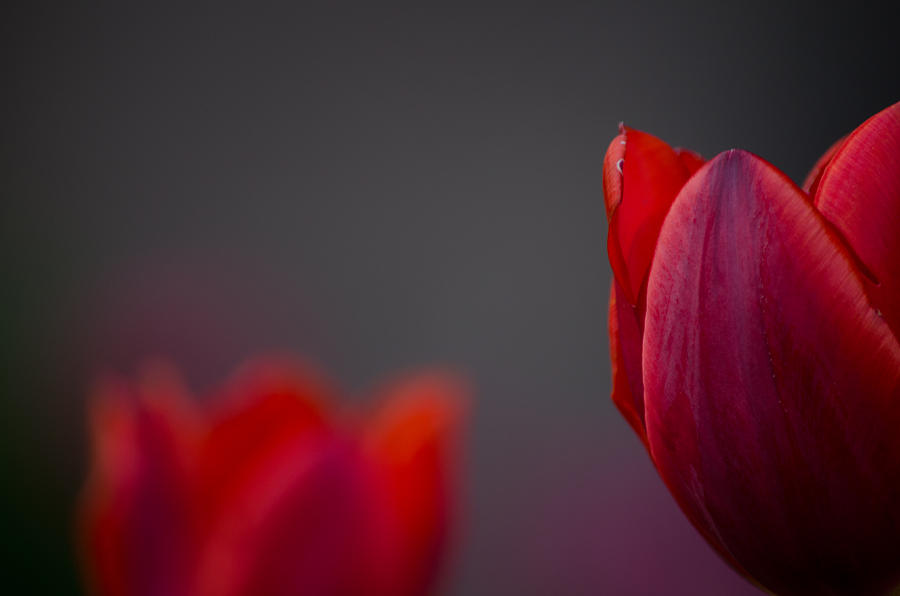 Flower Photograph - Deep Red Tulip by Kelly Anderson