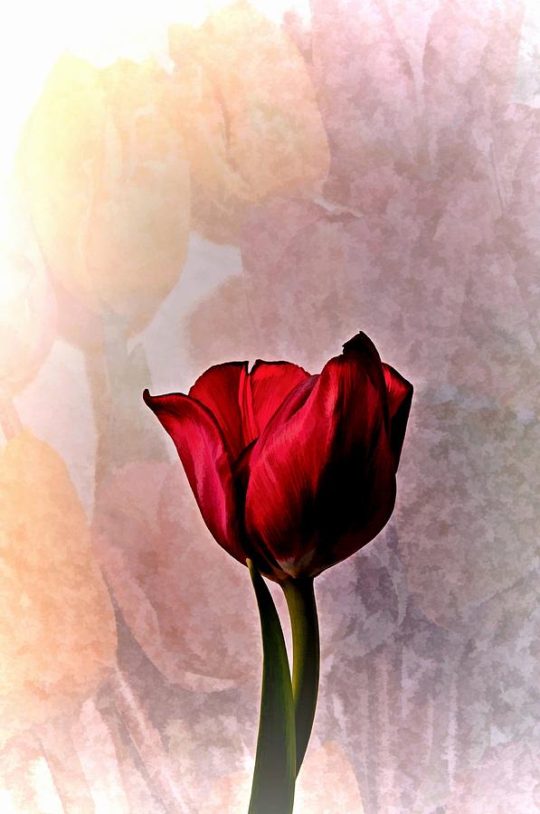 Deep Red Tulip on Pale Tulip Background Photograph by Phyllis Meinke