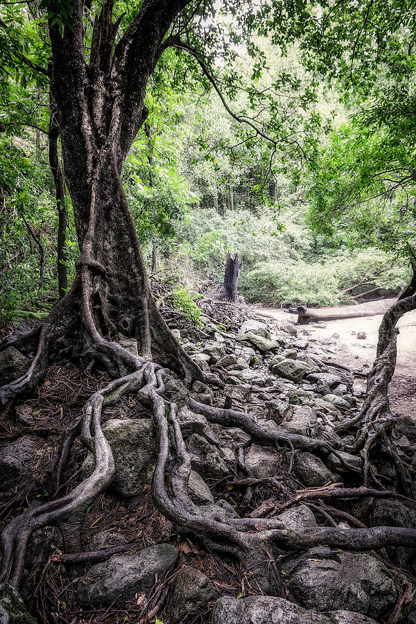 Deep Rooted Photograph by Nick  Shirghio