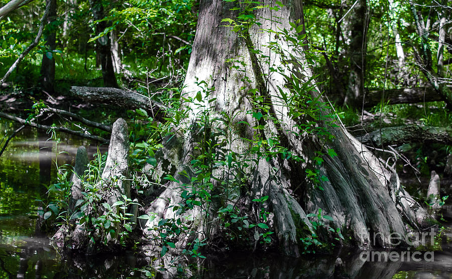 Deep Roots Photograph by Ken Frischkorn