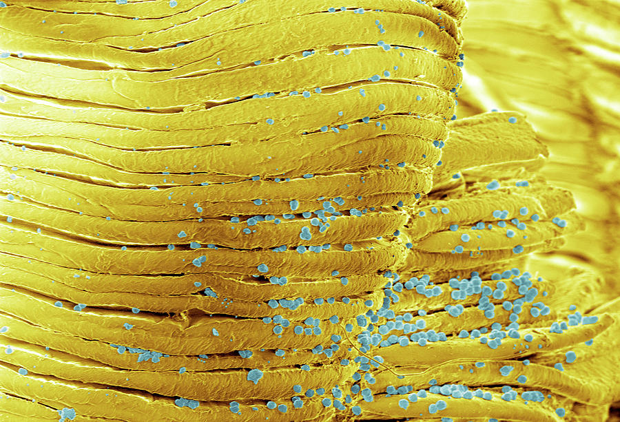 Deep Sea Bacteria Photograph by Thierry Berrod, Mona Lisa Production