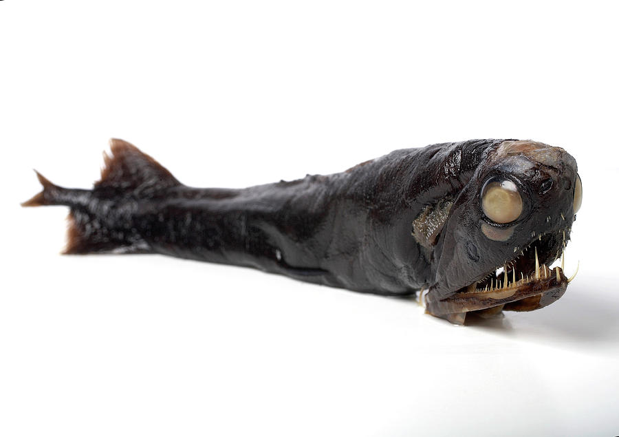Deep-sea Dragonfish Specimen Photograph by Natural History Museum, London/science Photo Library