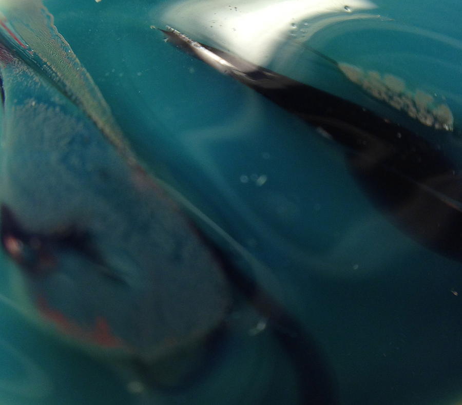 Glass Photograph - Deep Sea by Gaby Tench Glass Photograph - Deep Sea by Gaby Tench